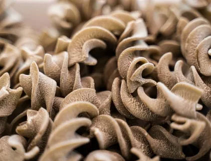 FUSILLONI DI GRANO ARSO (pasta d’élite) FUNGHI, PATATE E CACIOCAVALLO